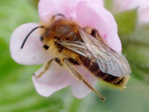 Andrena sp.